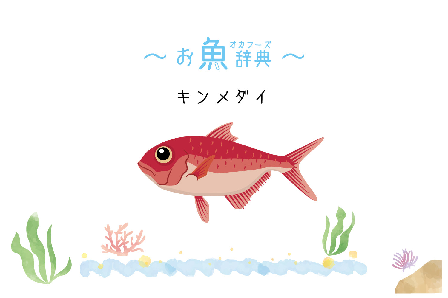 お魚辞典｜キンメダイ・赤物類